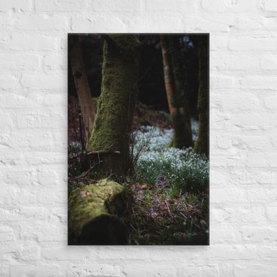 Snowdrops in the forest at Finlaystone wall art Canvas Print Portrait