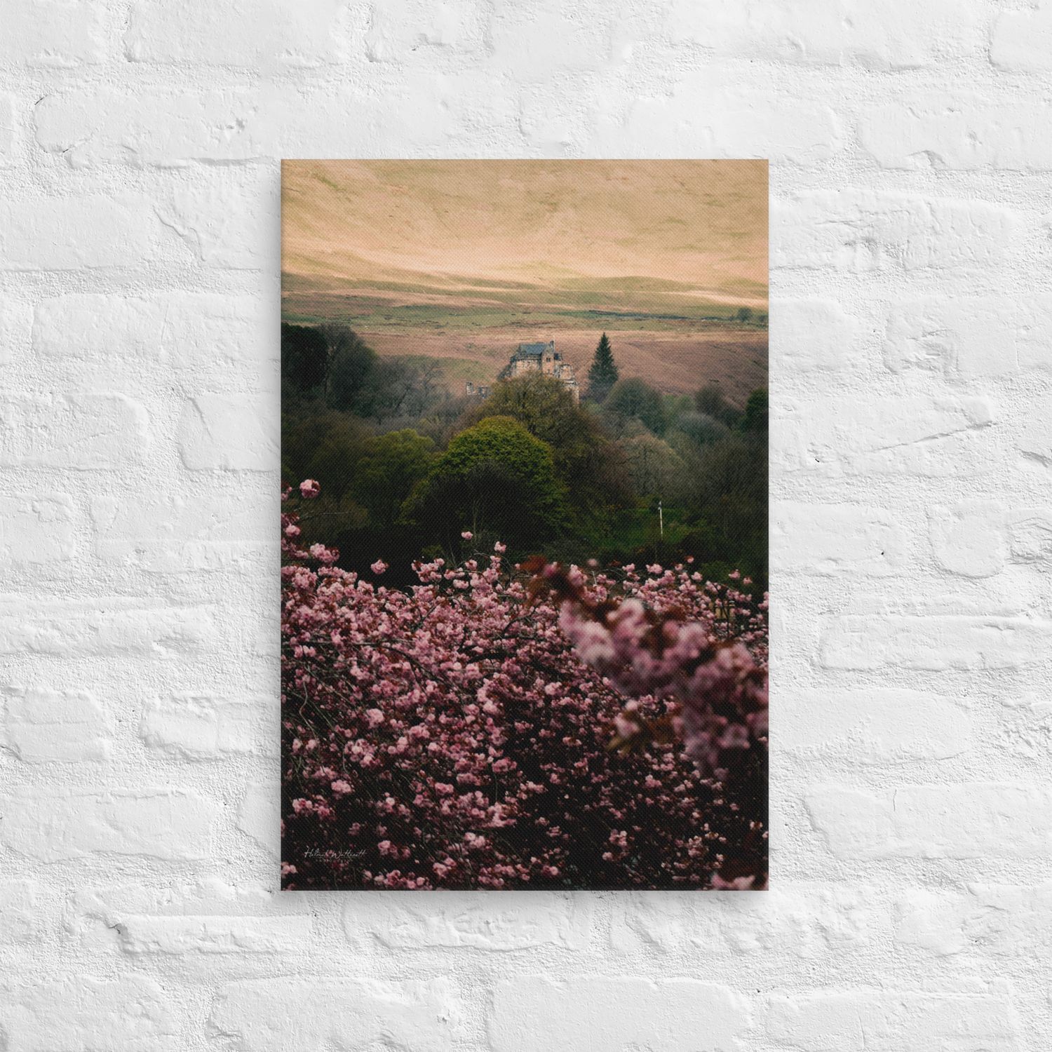 Castle Campbell and Cherry Blossoms wall art Canvas Print