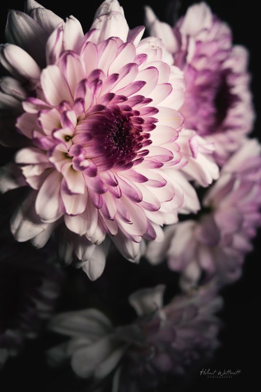 Floral and close-up nature postcards Prints