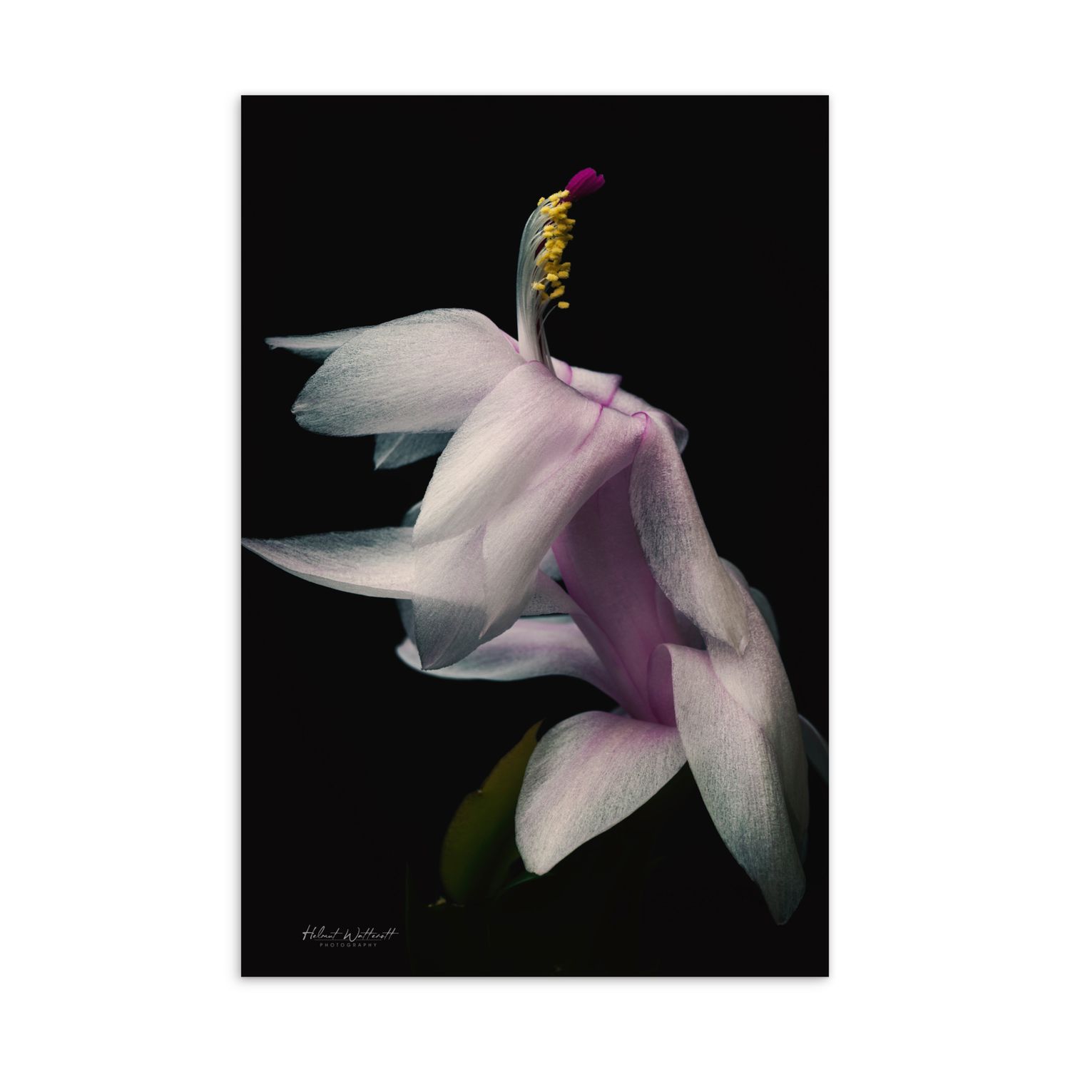 Schlumberger Christmas Cactus flower Standard Postcard Print