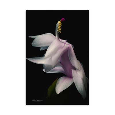 Schlumberger Christmas Cactus flower Standard Postcard Print