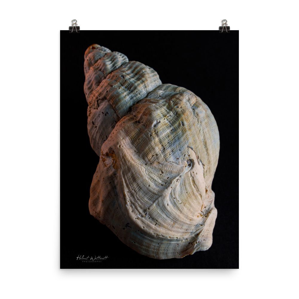 Sea Shell wall art photo paper poster print