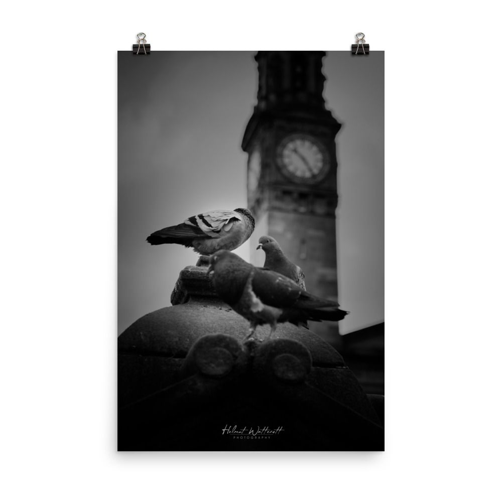Pigeons in Paisley square wall art photo paper poster print