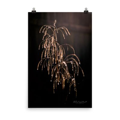 Dew drops on dry plant wall art photo paper poster print
