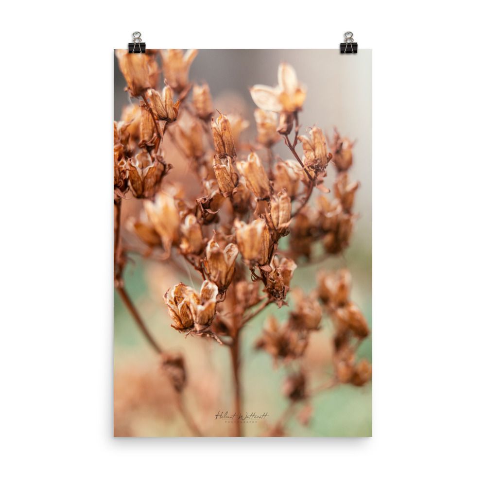 Dry plant macro wall art photo paper poster print