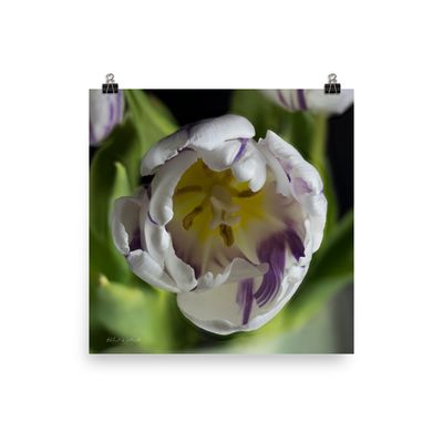 Purple and White Tulip clodeup wall art photo paper poster print