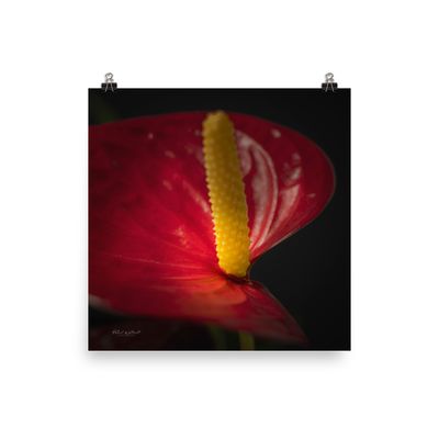 Anthirium Red Peace Lily wall art photo paper poster print