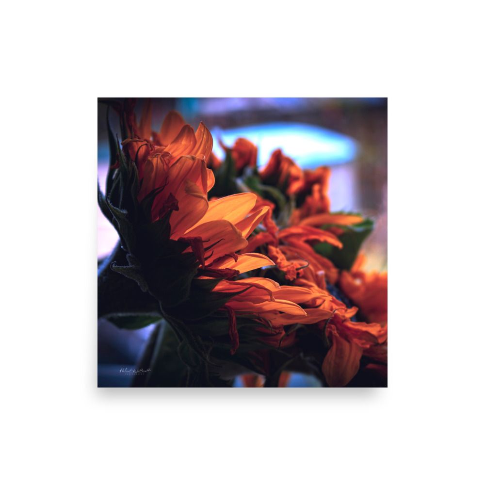 Sunflower in windowsill wall art photo paper poster print