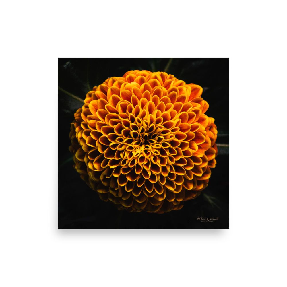 Dahlia wall art photo paper poster print

