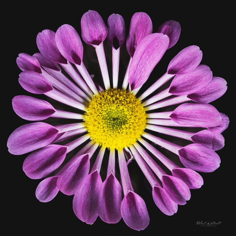 Flowers on Photo Paper Wall Art Prints