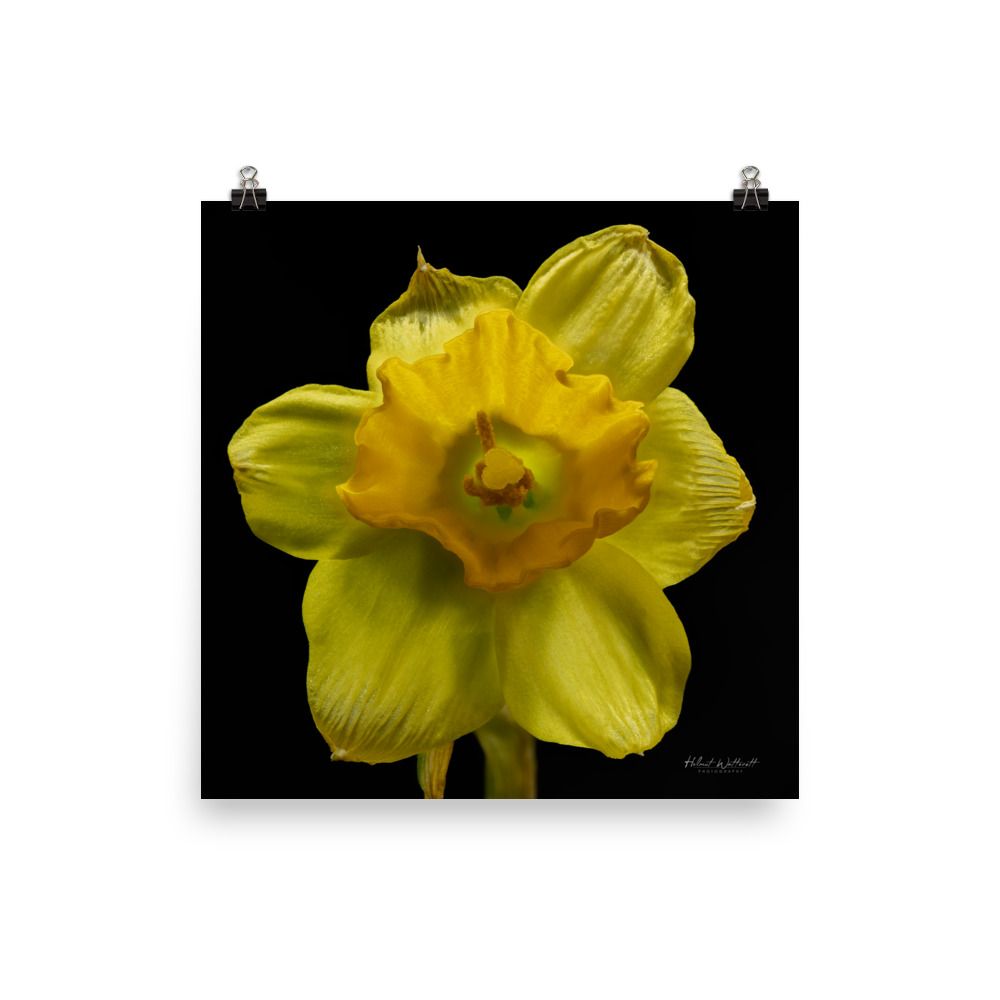 Focus stacked Yellow Daffodil wall art photo paper poster print