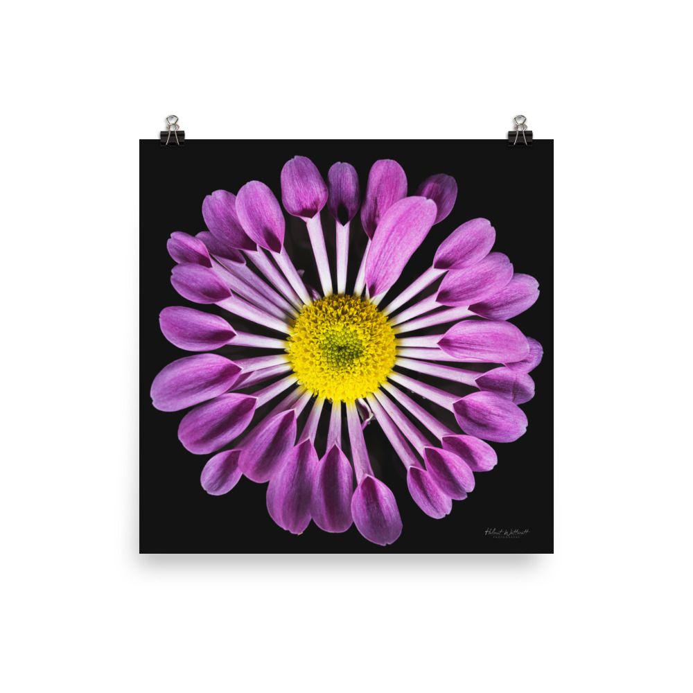 Spoon Chrysanthemum wall art photo paper poster print