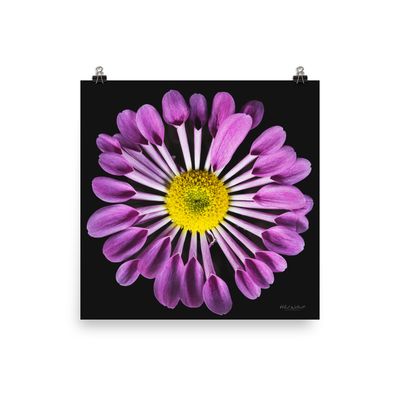 Spoon Chrysanthemum wall art photo paper poster print