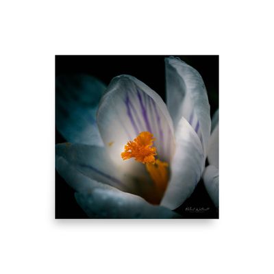 White and purple Crocus macro photo wall art photo paper poster print