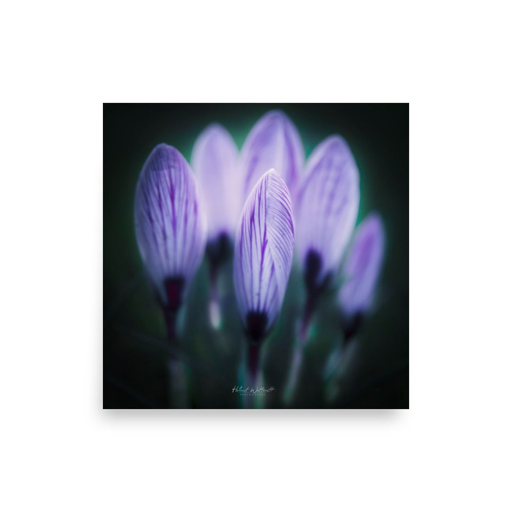 Backlit Crosusses wall art photo paper poster print