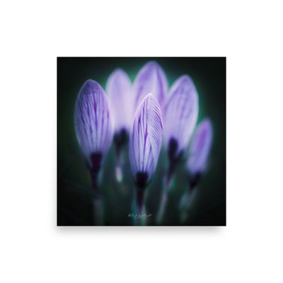 Backlit Crosusses wall art photo paper poster print
