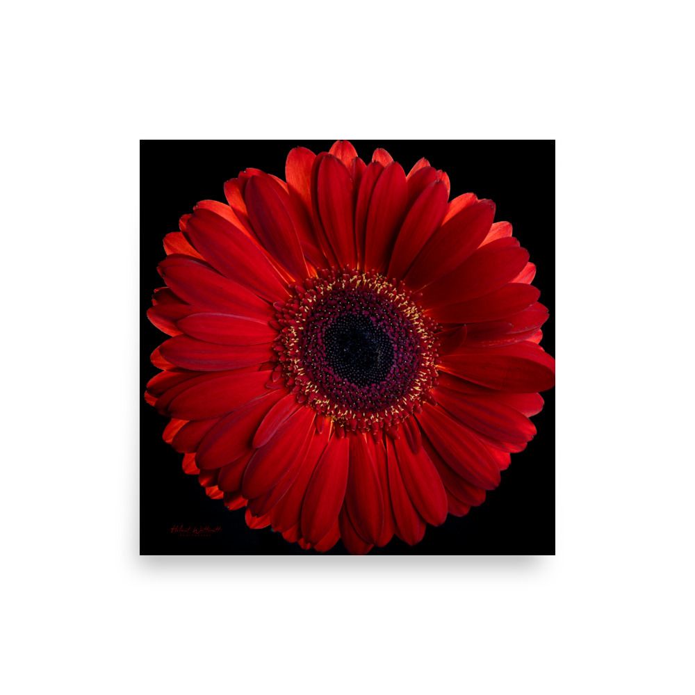 Red Gerbera Daisy flower wall art photo paper poster print