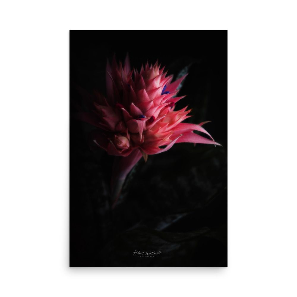 Large Aechmea flower wall photo paper poster print