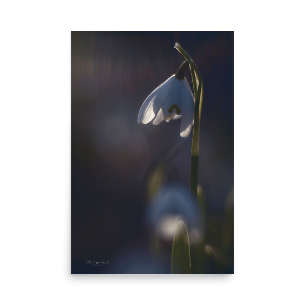 Snowdrops in sunlight wall art photo paper poster print