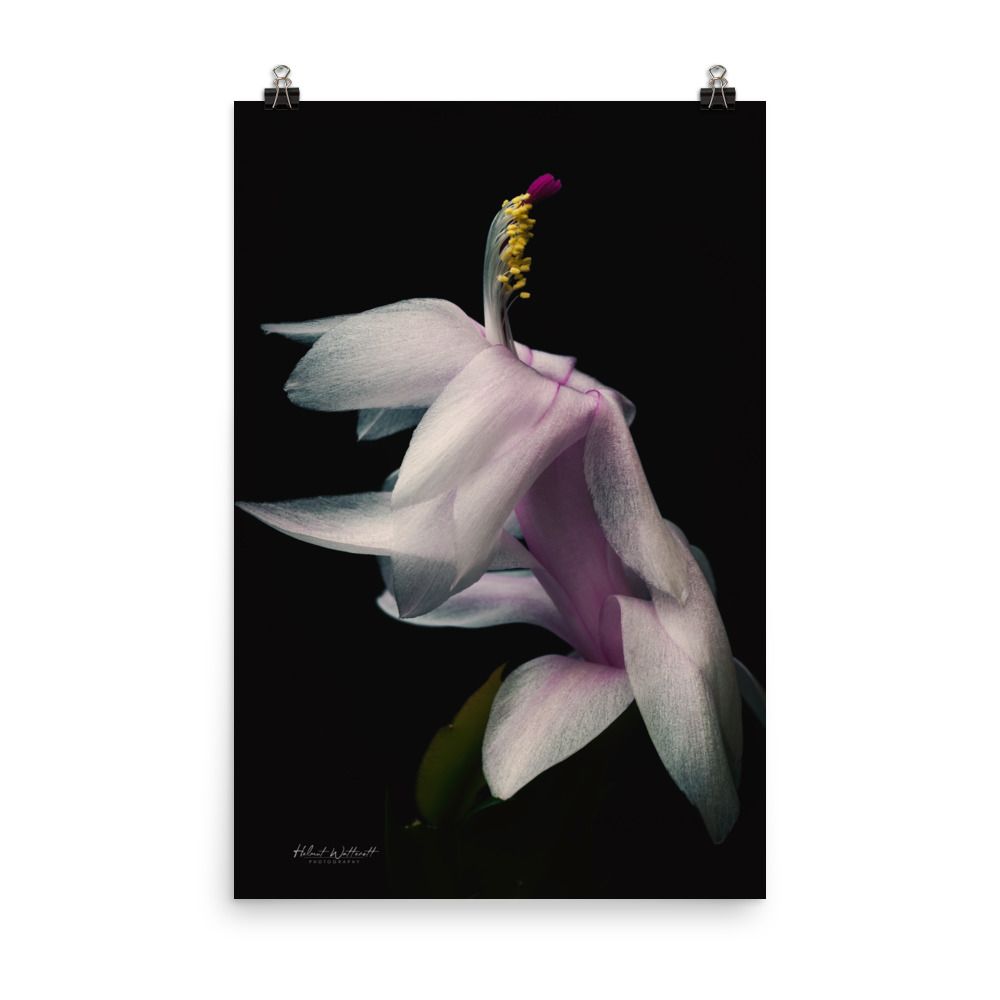 Schlumberger Christmas Cactus flower wall art photo paper poster print