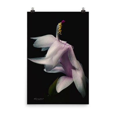 Schlumberger Christmas Cactus flower wall art photo paper poster print