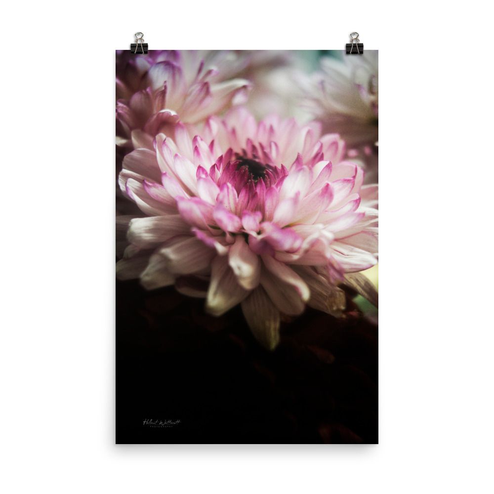 White and pink flower wall art photo paper poster print