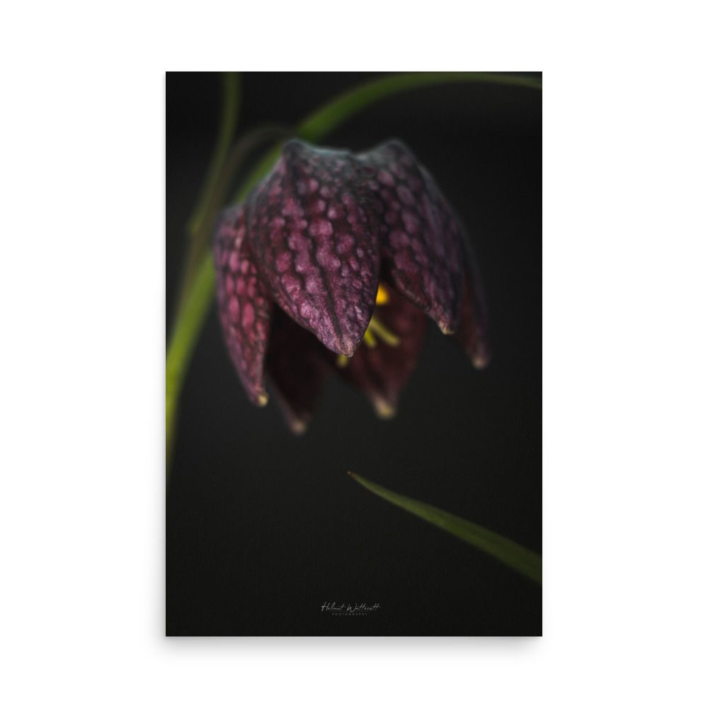 Fritillaria Meleagris flower wall art photo paper poster print