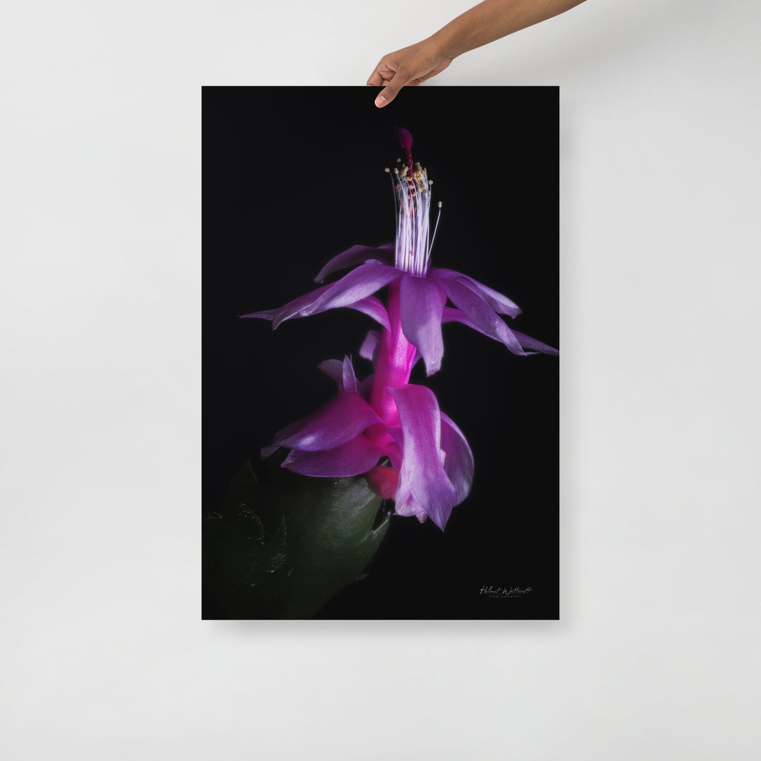 Schlumbergera flower wall art photo paper poster print