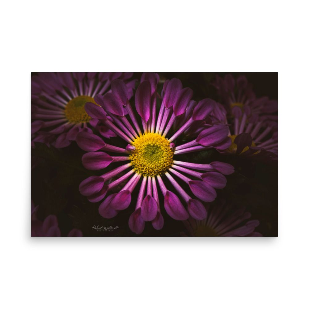Chrysanthemum Flower wall art photo paper poster print