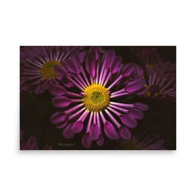 Chrysanthemum Flower wall art photo paper poster print