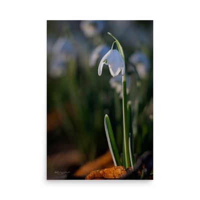 Snowdrop flower in morning sunlight wall art photo paper poster print