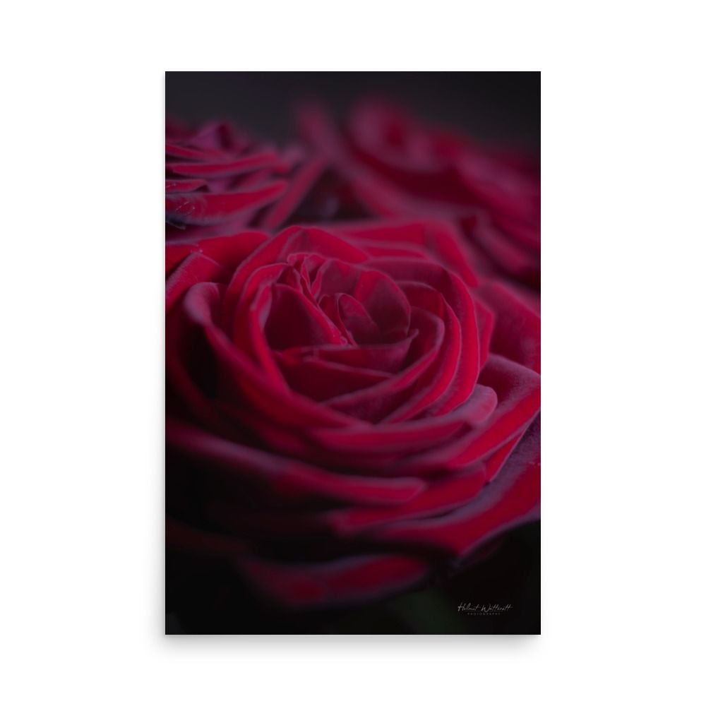 Moody Rose wall art photo paper poster print