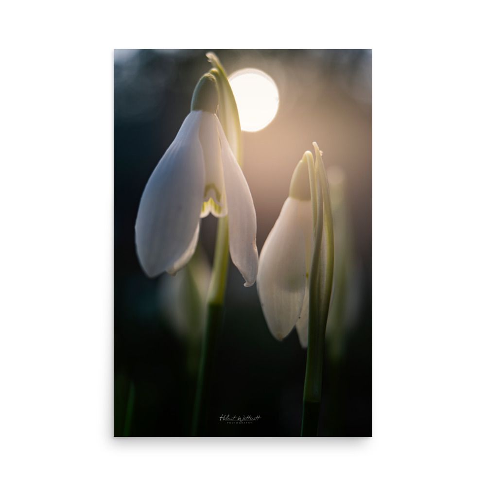 Sun backlit Snowdrops wall art photo paper poster print