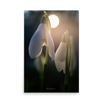 Sun backlit Snowdrops wall art photo paper poster print