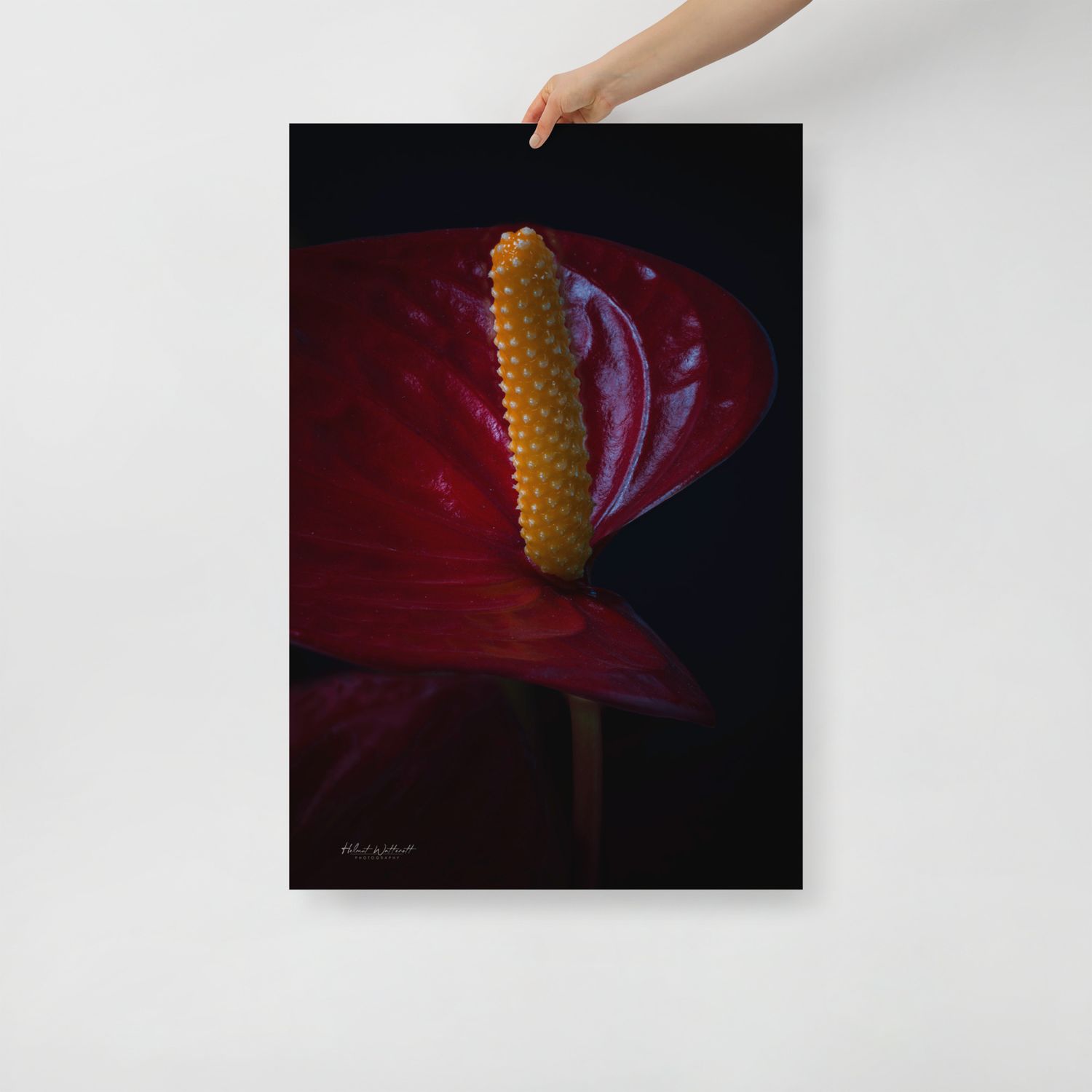 Anthirium Red Peace Lily flower wall art photo paper poster print