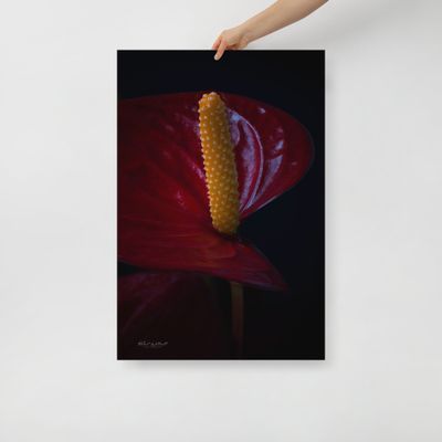 Anthirium Red Peace Lily flower wall art photo paper poster print