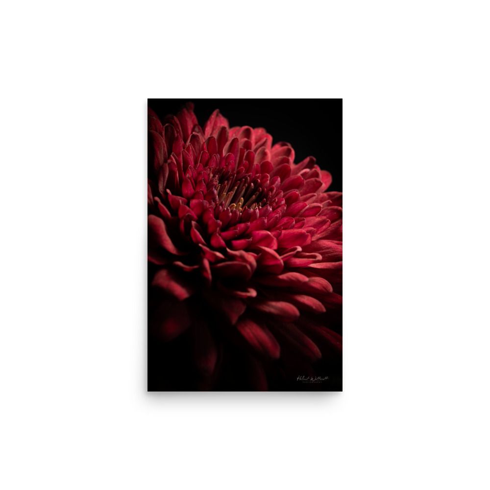 Burgundy chrysanthemum flower wall art photo paper poster print