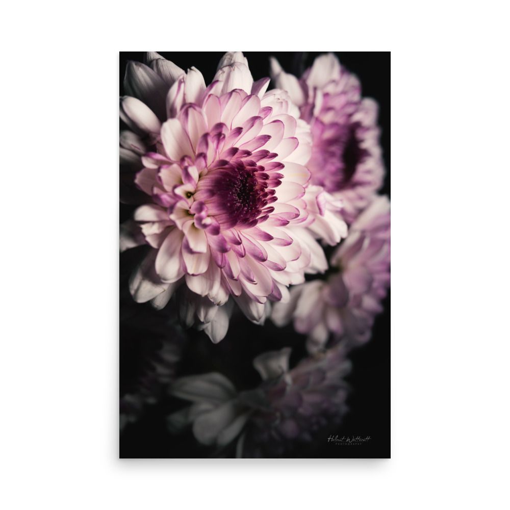 White and dark crimson Chrysanthemum flower wall photo paper poster print