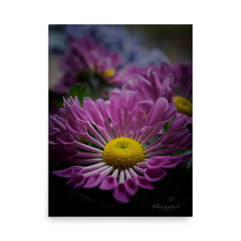 Spoon Chrysanthemums on wall art paper poster print