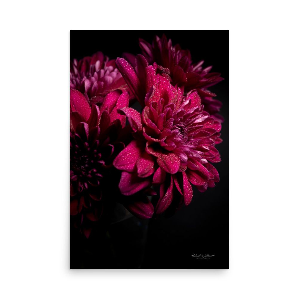 Burgundy chrysanthemum flowers with dew drops wall art photo paper poster print