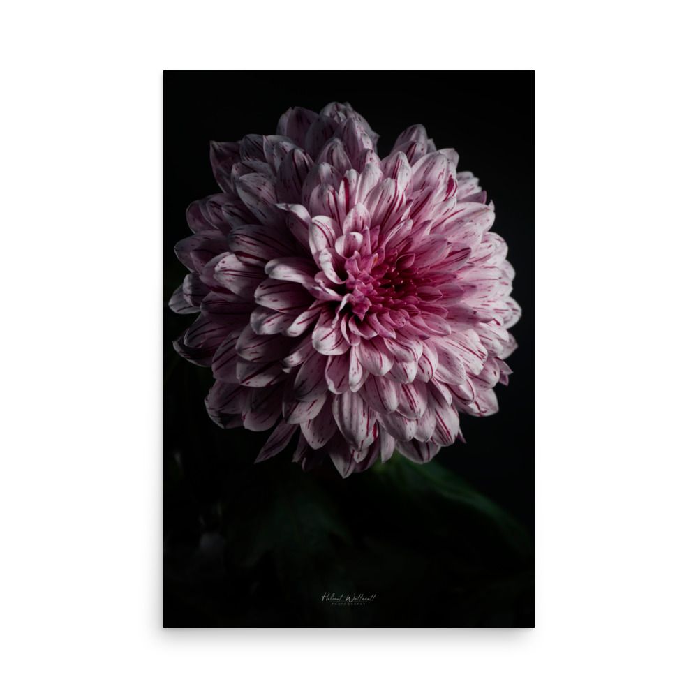 White and red Dahlia flower wall art photo paper poster print