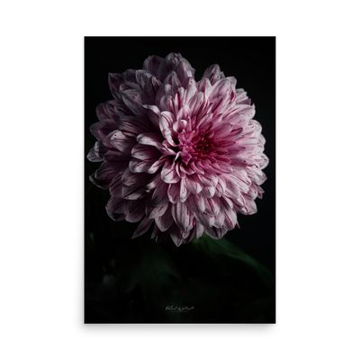 White and red Dahlia flower wall art photo paper poster print