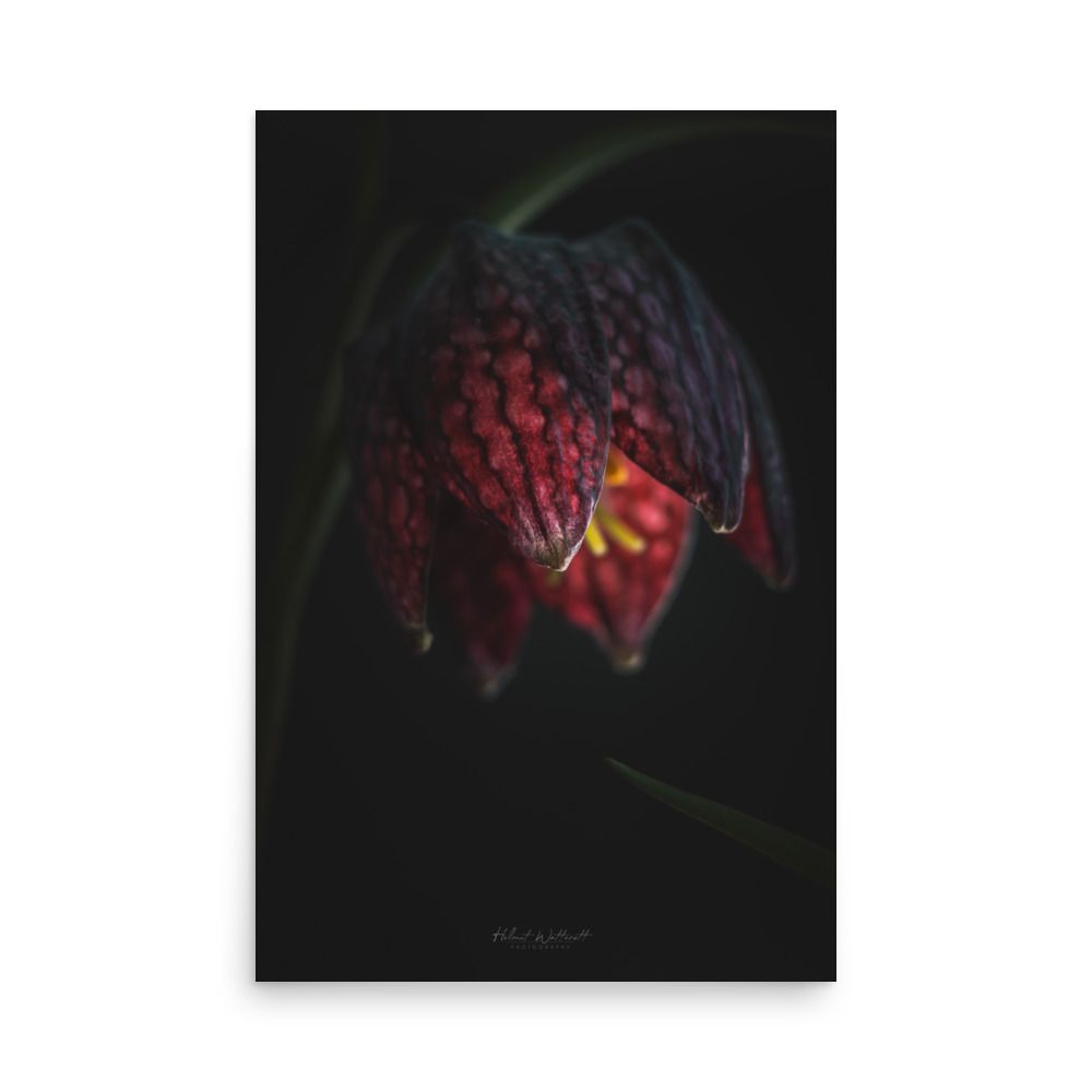 Fritillaria Meleagris flower closeup wall art photo paper poster print