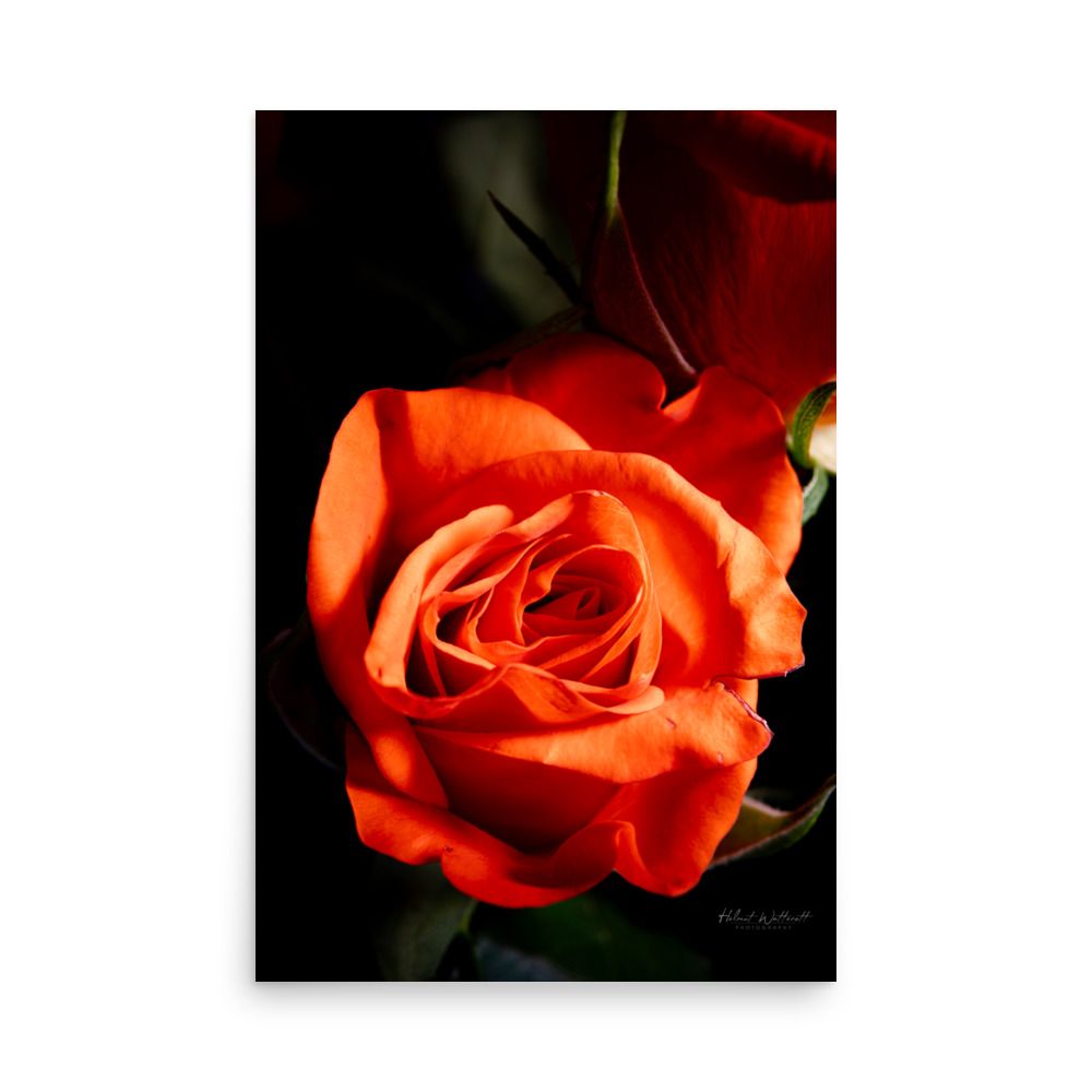 Moody glowing red and orange Rose Wall Art photo paper poster print