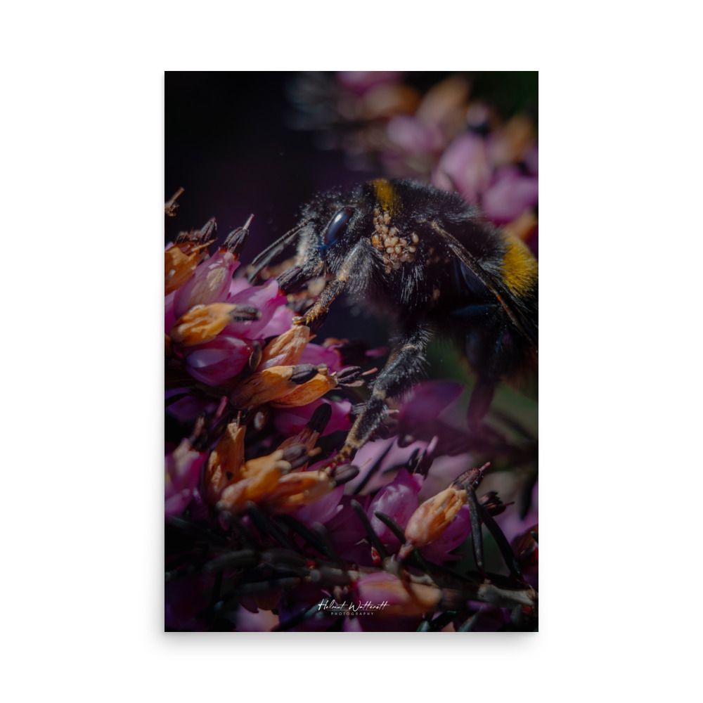 Bumblebee on Heather bloom macro photo wall art poster print