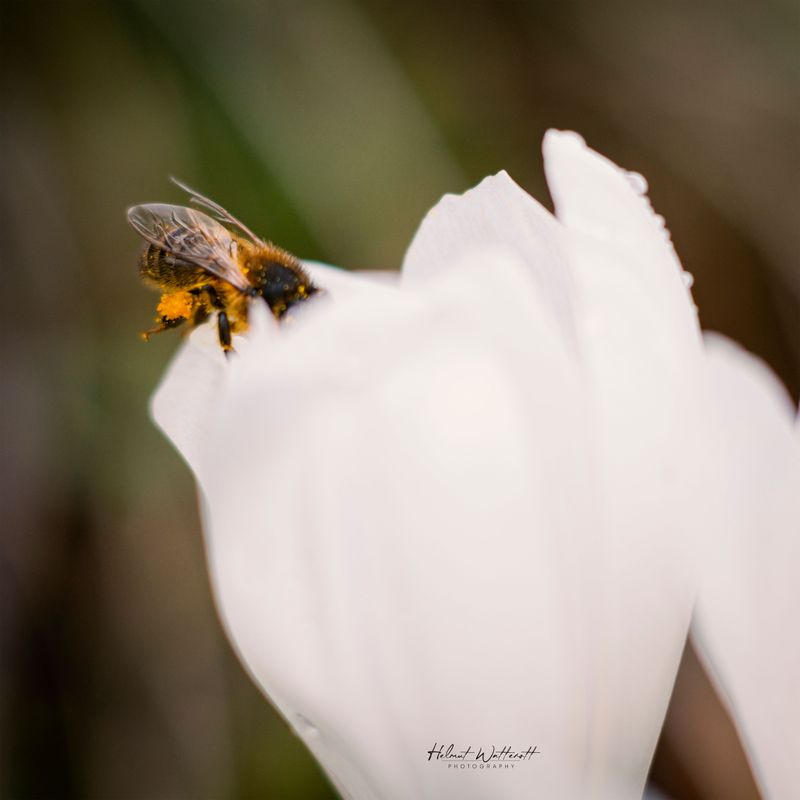 Macro Photography on Photo Poster Wall Art Scotland, Inverclyde