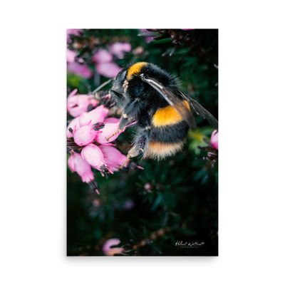 Bumblebee on Heather macro photo wall art photo paper poster