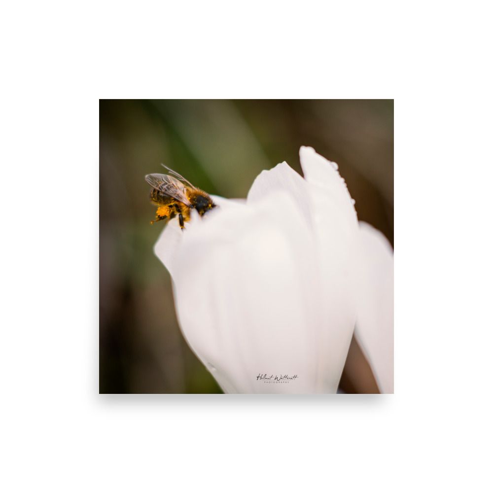 Bee on white Crocus flower macro wall art photo paper poster print