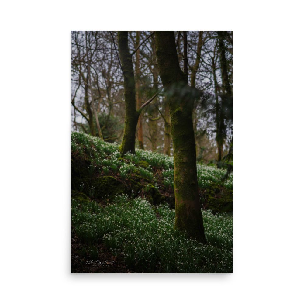 Snowdrops in forest at Finlaystone Estate wall art photo paper poster print