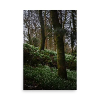 Snowdrops in forest at Finlaystone Estate wall art photo paper poster print